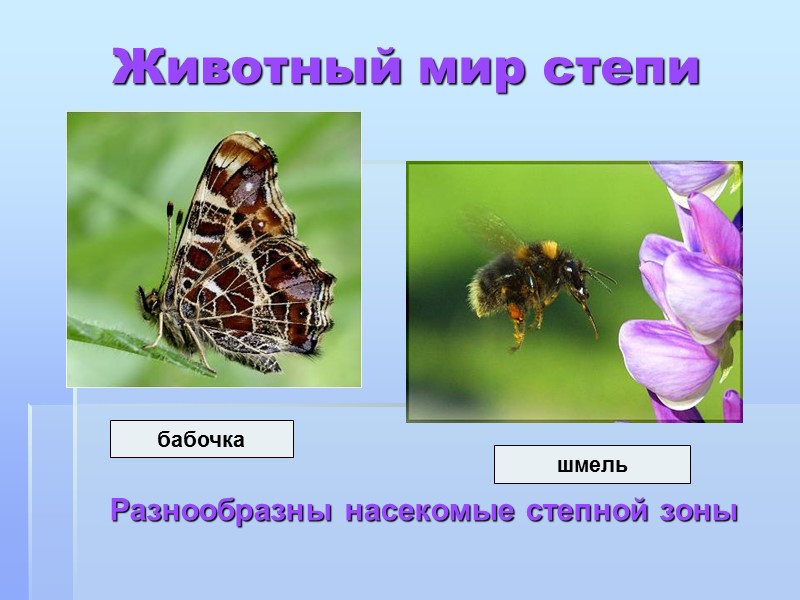 Животный мир степи Разнообразны насекомые степной зоны бабочка шмель
